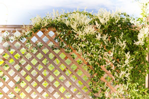 Lattice Repair in Loganville