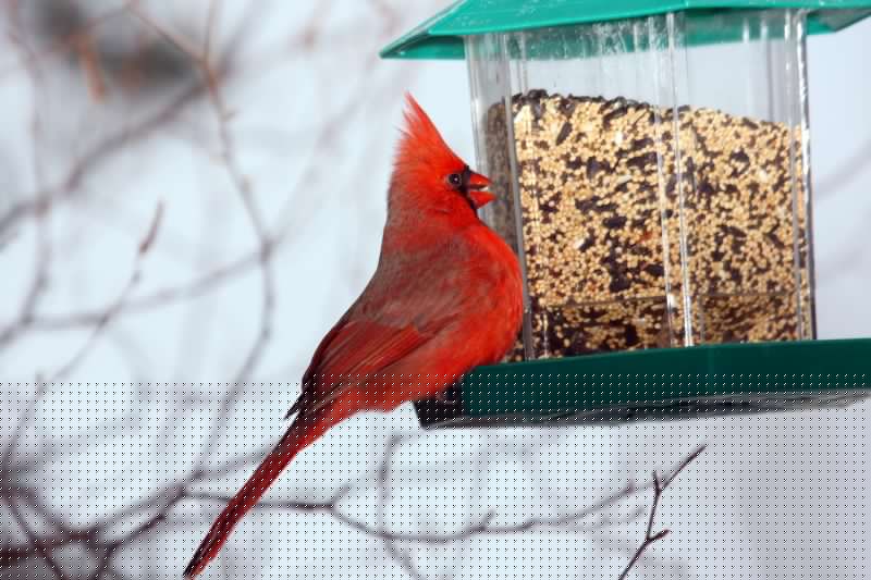 Bird Feeder Mounting Service